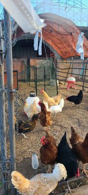 A group of chickens are standing in a fenced in area.