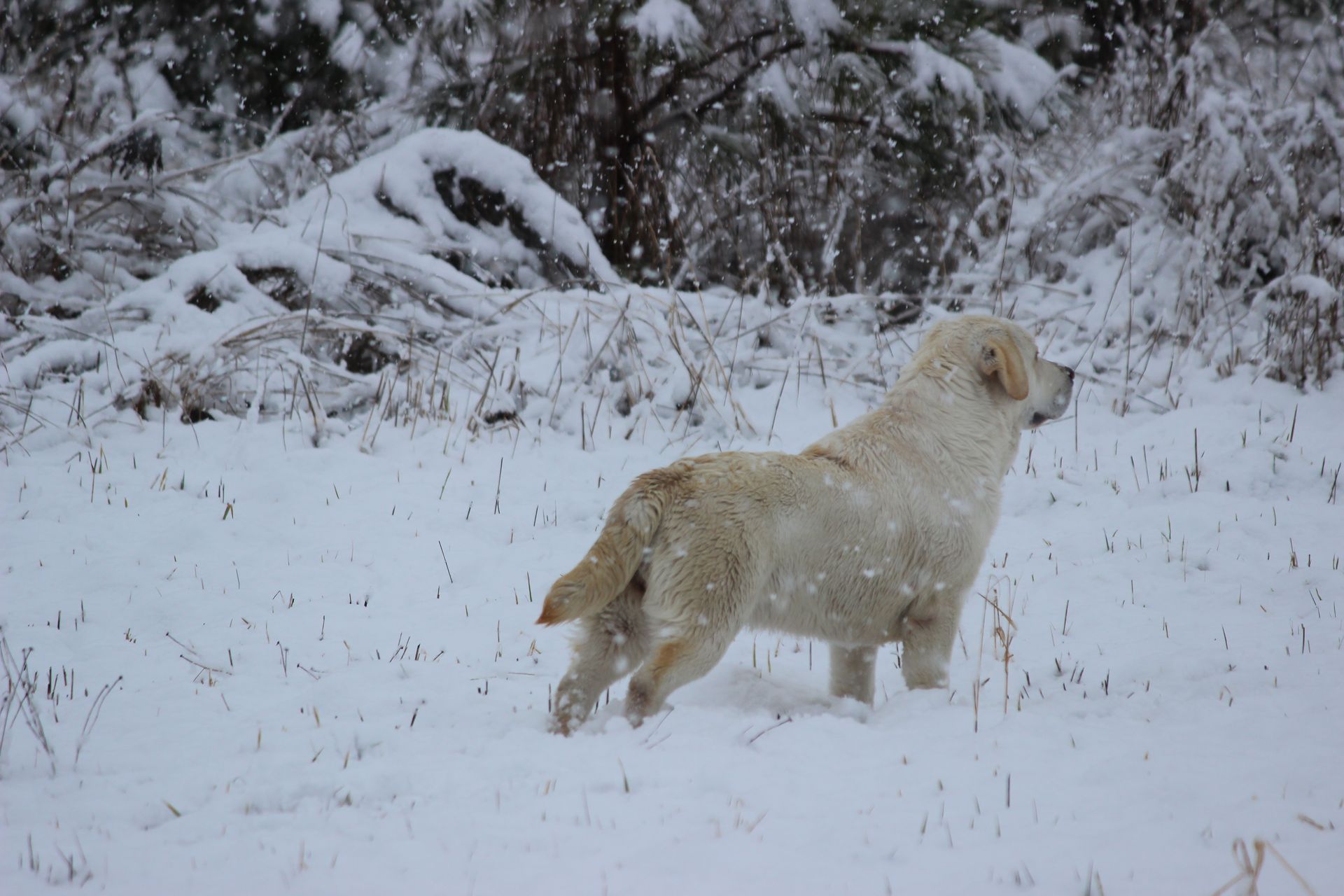 Gallery-SnowLab