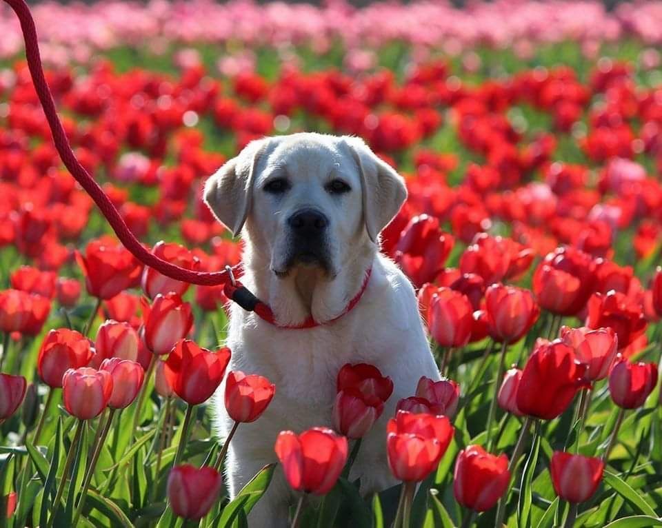 Gallery-YellowLabTulips