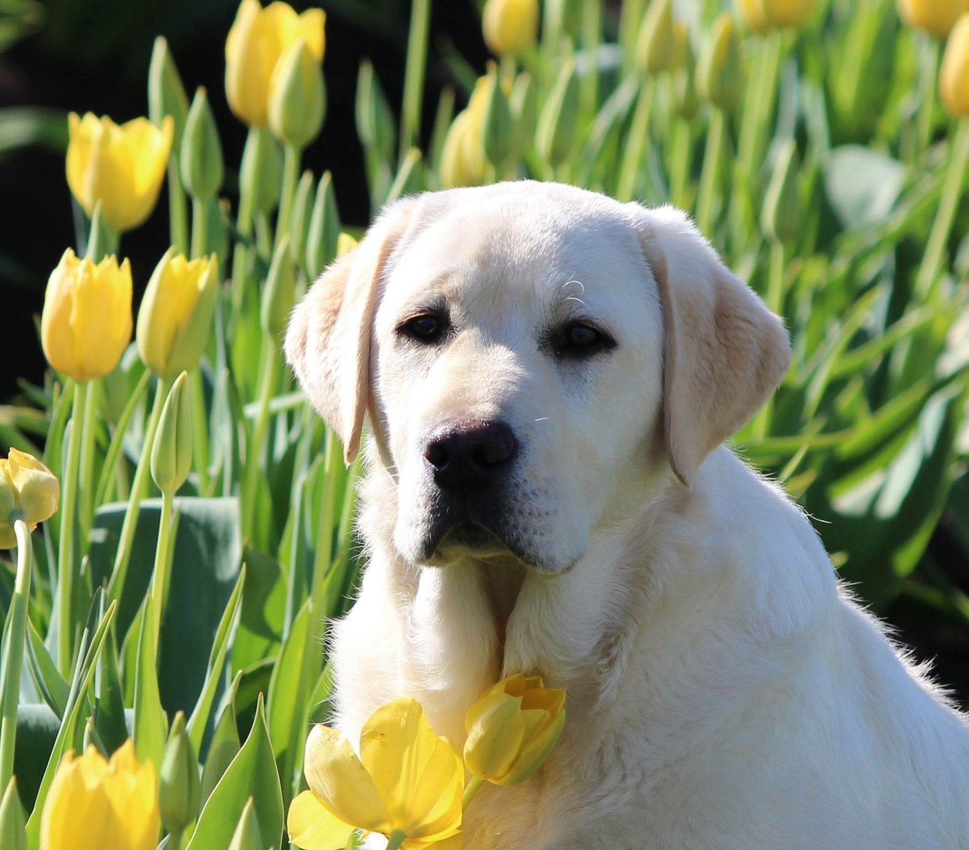 Gallery-YellowLabTulip2
