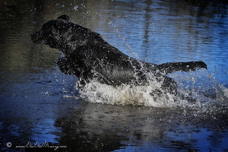 Gallery-WaterDog