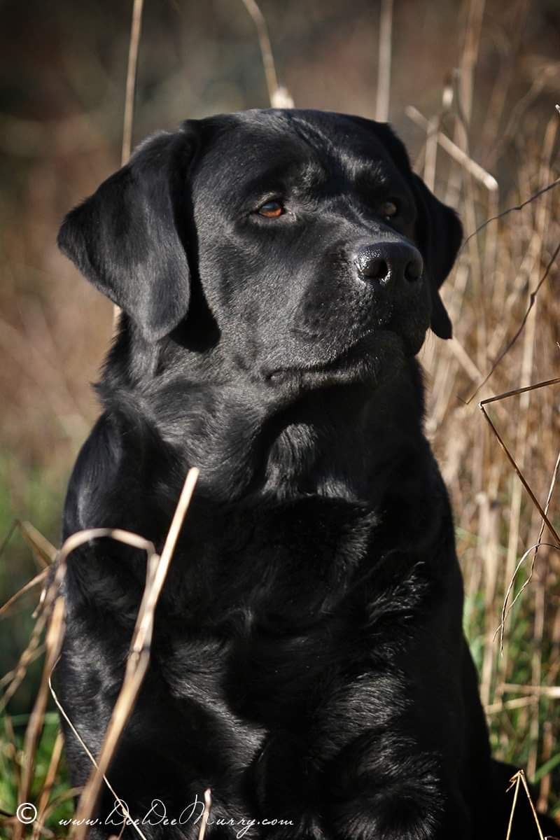 Gallery-Caine