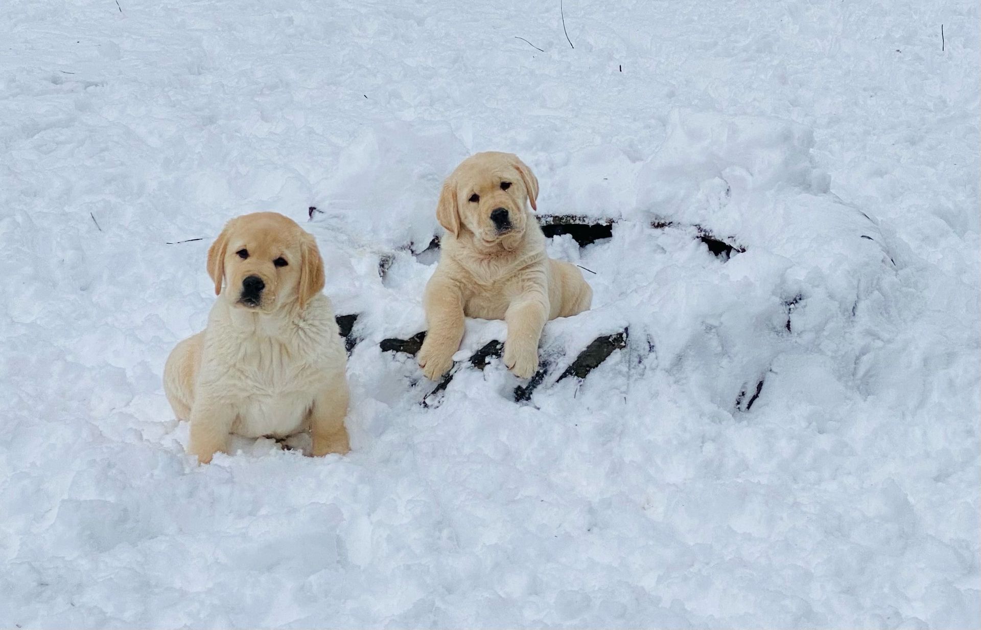 Gallery-YellowPups