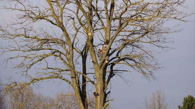 Leafless tree with branches against a pale sky in a winter landscape