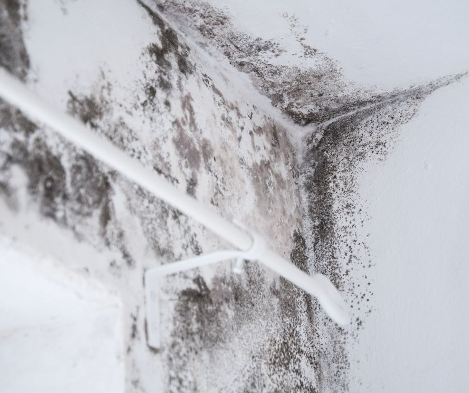 commercial mold remediation business with mold
