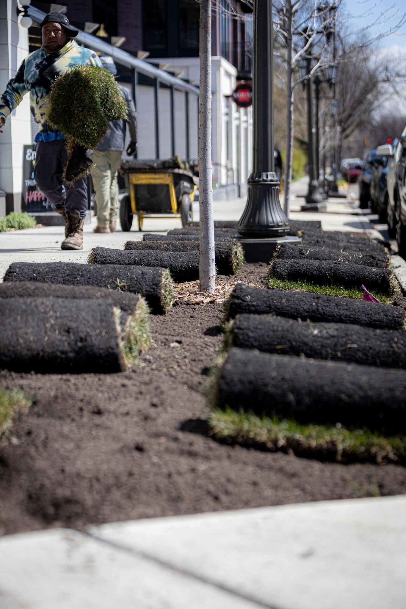 A man is carrying a tree on his back while laying grass on the sidewalk.