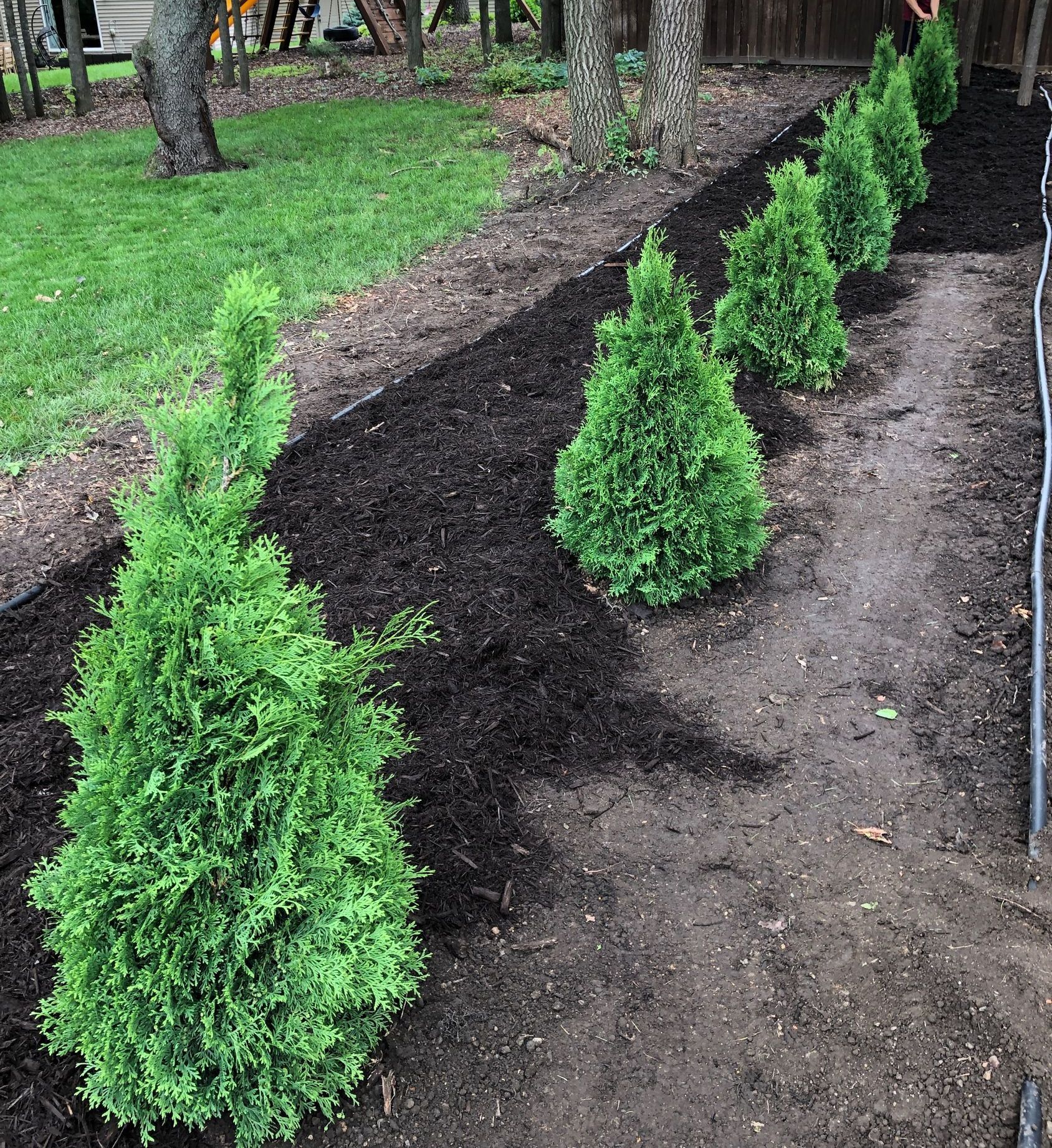 A row of evergreen trees planted in dark mulch along a grassy area and wooden fence.