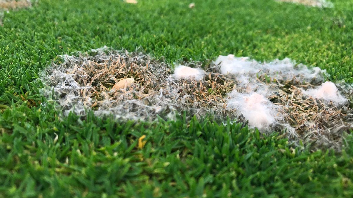A close up of a patch of white foam on a lush green lawn.