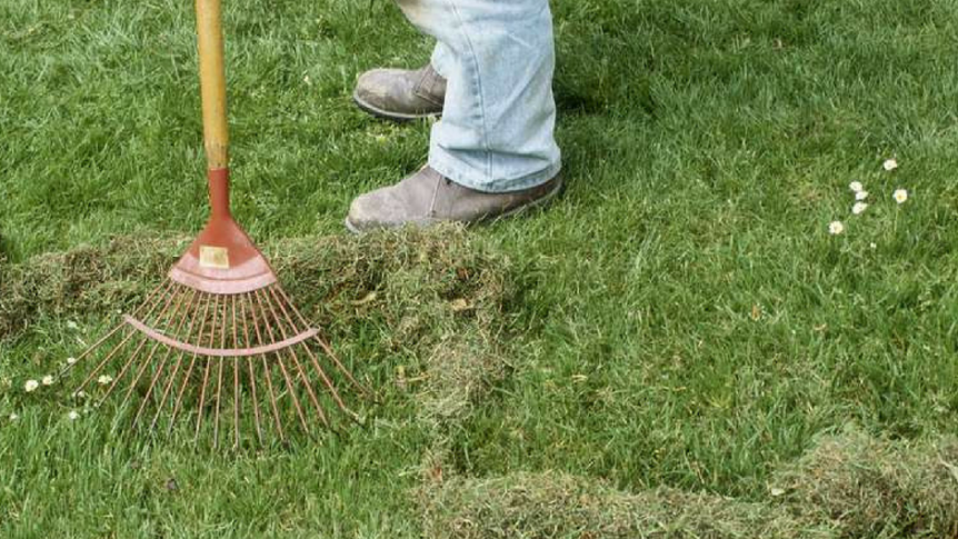 A person is raking grass on a lush green lawn.