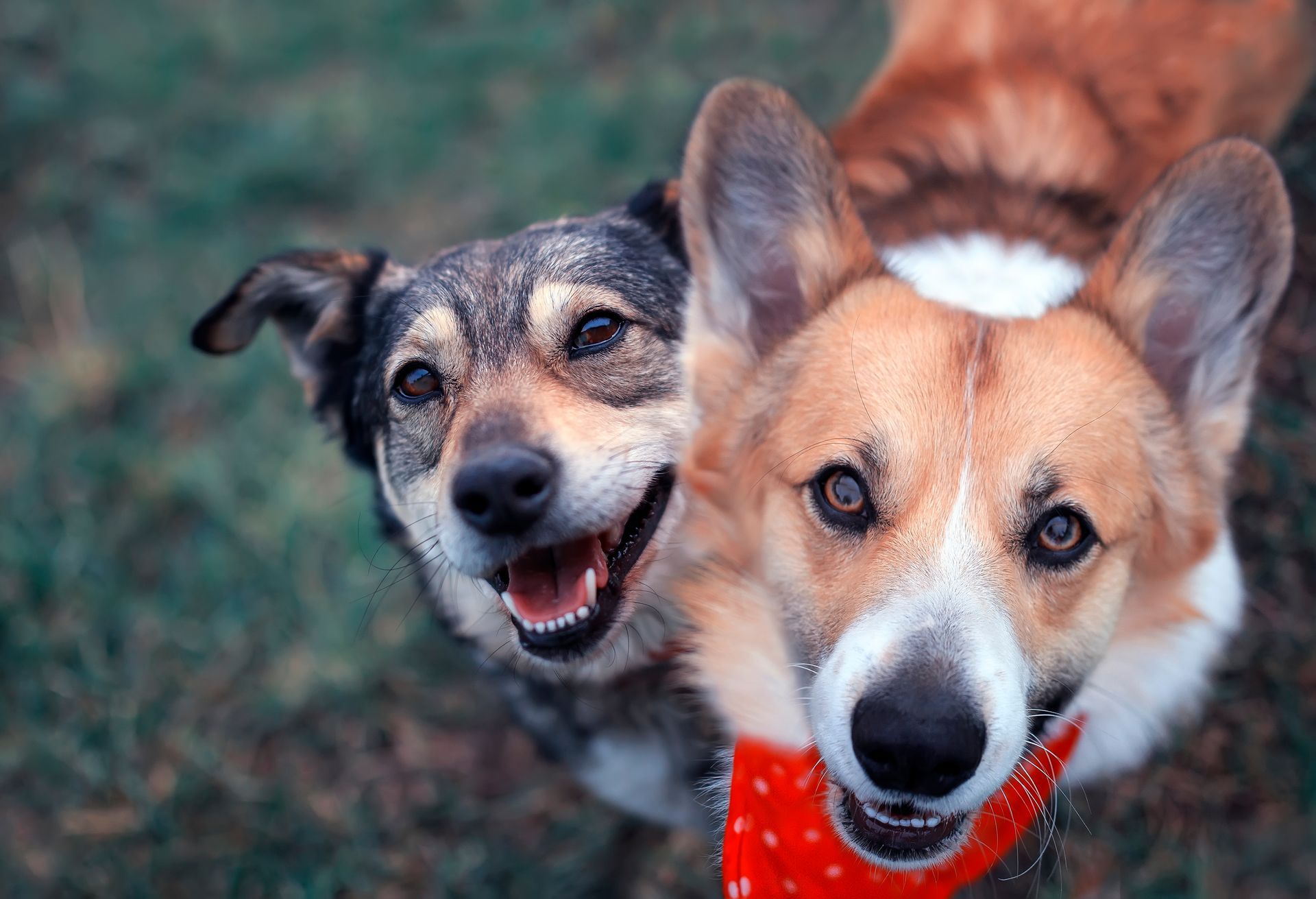 Two dogs are standing next to each other in the grass and smiling.