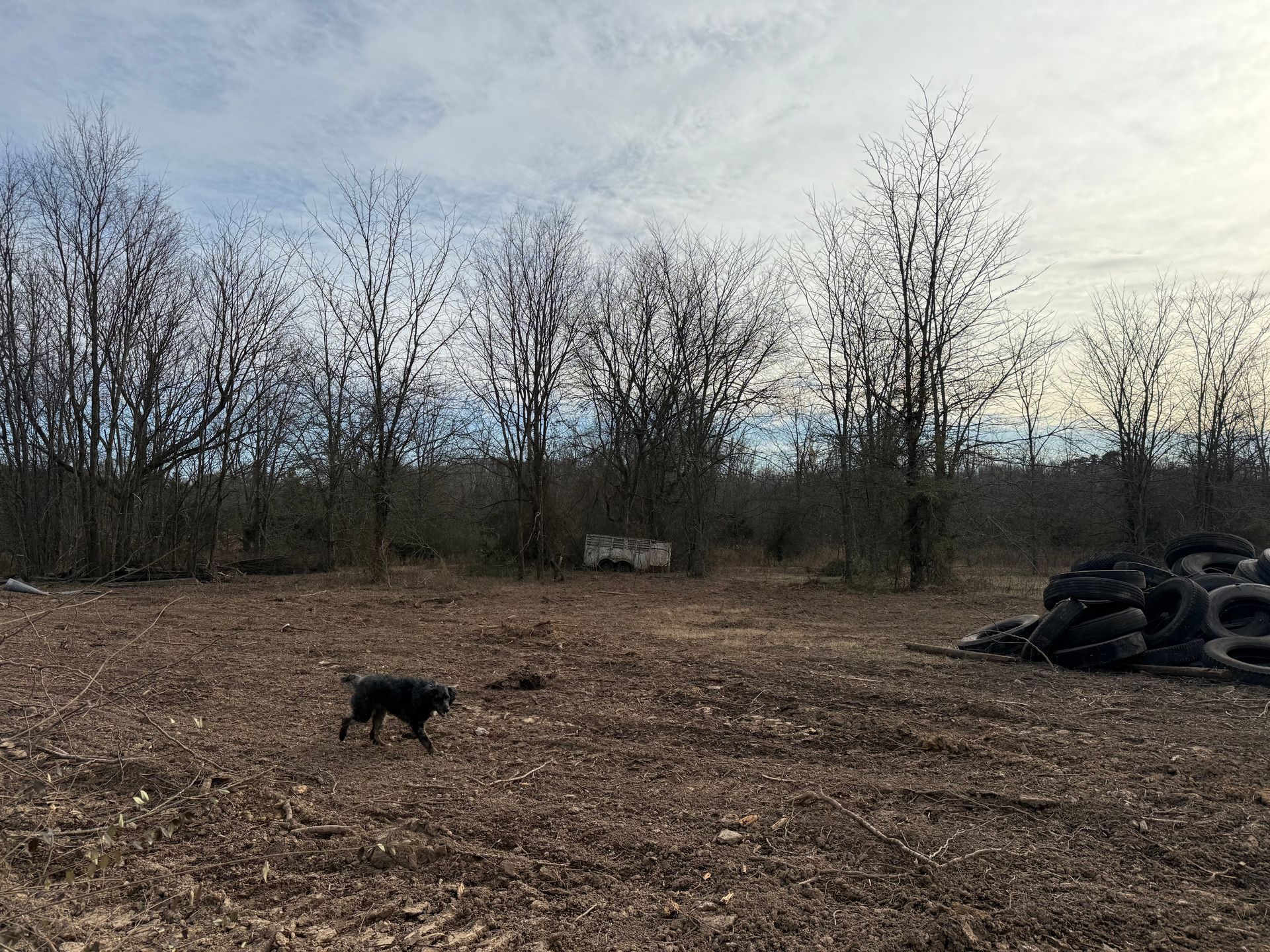 Dog walking across a bare field near a stack of tires under a gray sky