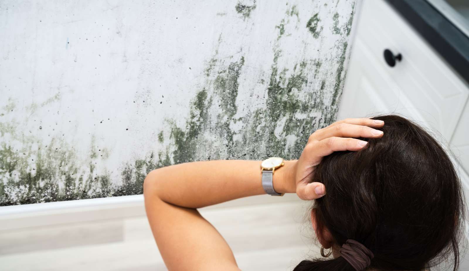 Mold can cause extensive damage to buildings if left unchecked