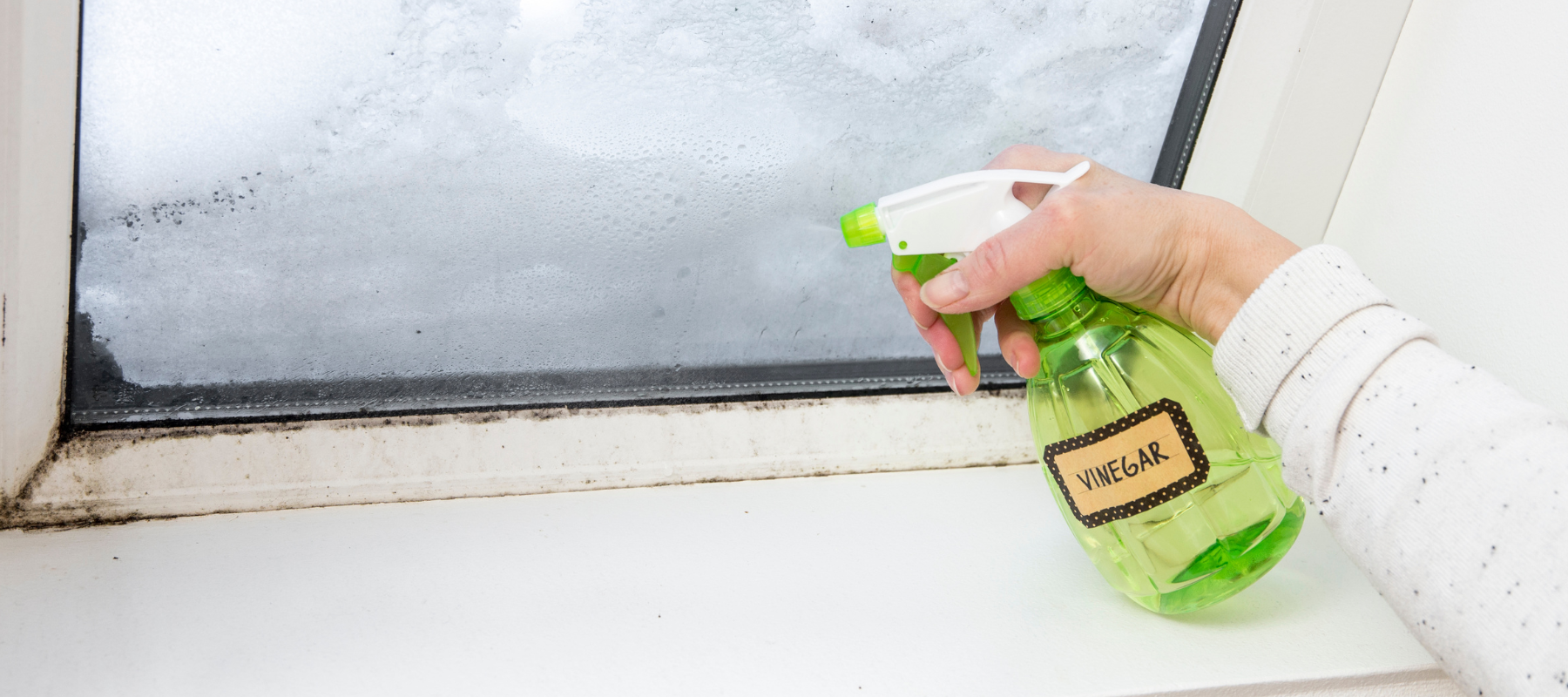 When is DIY Mold Cleanup an Option?