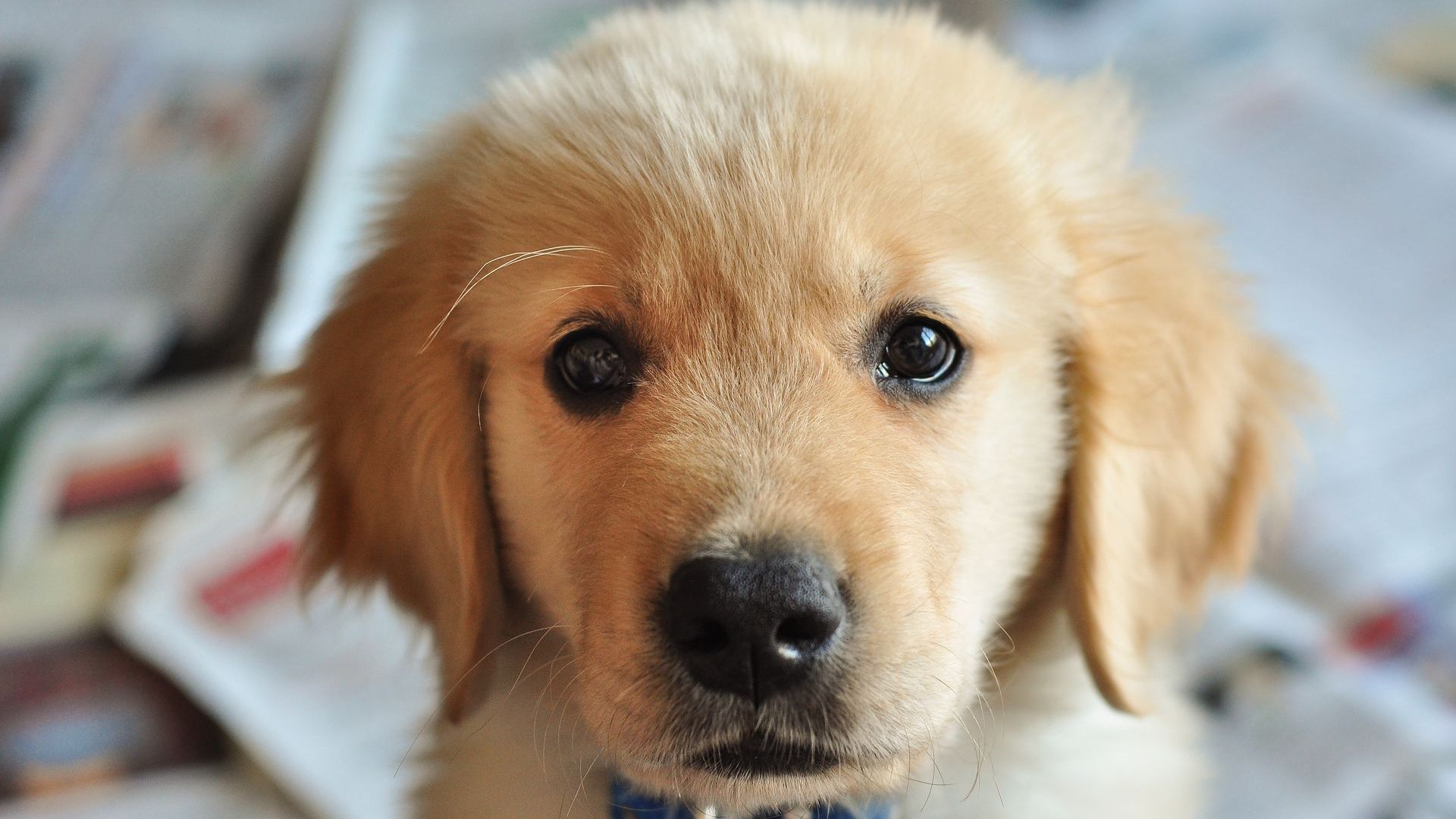 Puppy