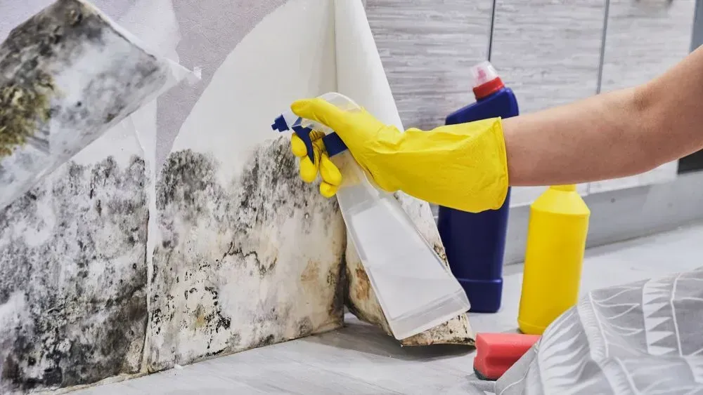 A Person in Yellow Gloves Sprays Moldy Wall With a Cleaner — Phil Lindfield's Big Red Carpet Cleaning In Tuncurry, NSW