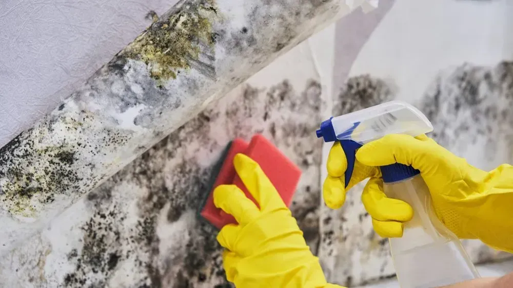 Gloved Hands Spraying Cleaner and Scrubbing Moldy Wall — Phil Lindfield's Big Red Carpet Cleaning In Forster, NSW