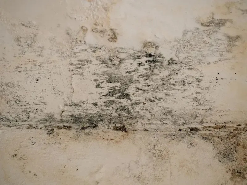 Mold Growth on a White Ceiling, Featuring Dark Patches — Phil Lindfield's Big Red Carpet Cleaning In Diamond Beach, NSW