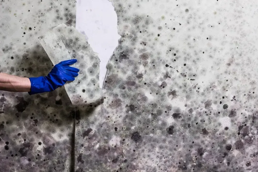 Person in Blue Glove Peeling Moldy Wall Paper — Phil Lindfield's Big Red Carpet Cleaning In Taree, NSW