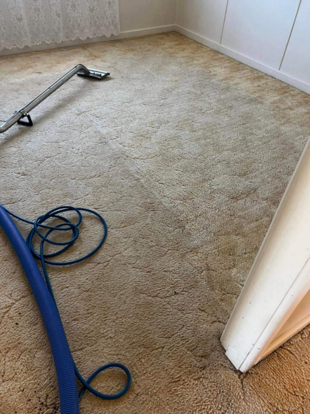 Carpet Being Cleaned With a Blue Vacuum — Phil Lindfield's Big Red Carpet Cleaning in Taree, NSW