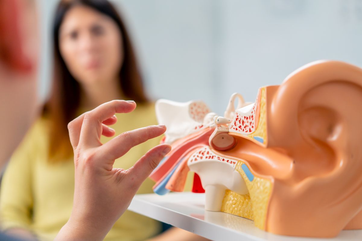 Doctor explaining the causes of hearing loss to a patient using a model.