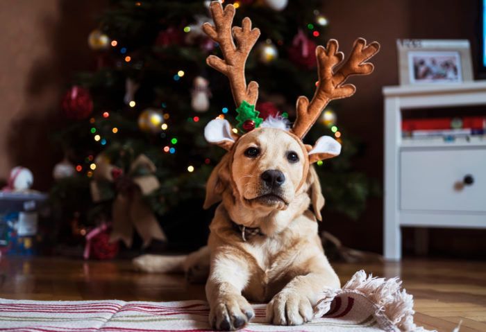 A dog wearing reindeer antlers is laying on the floor in front of a christmas tree.