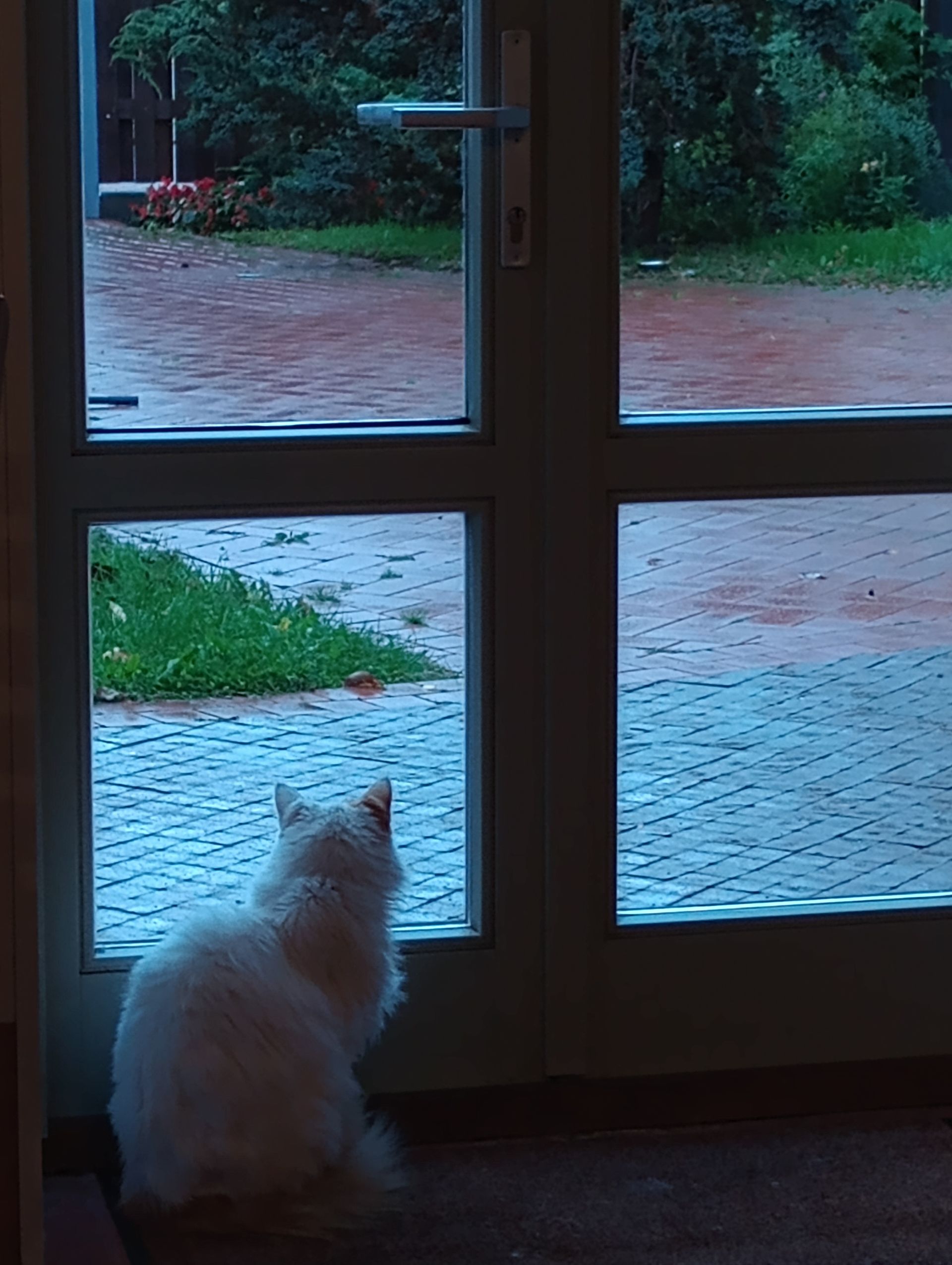 Cat Ventspils House