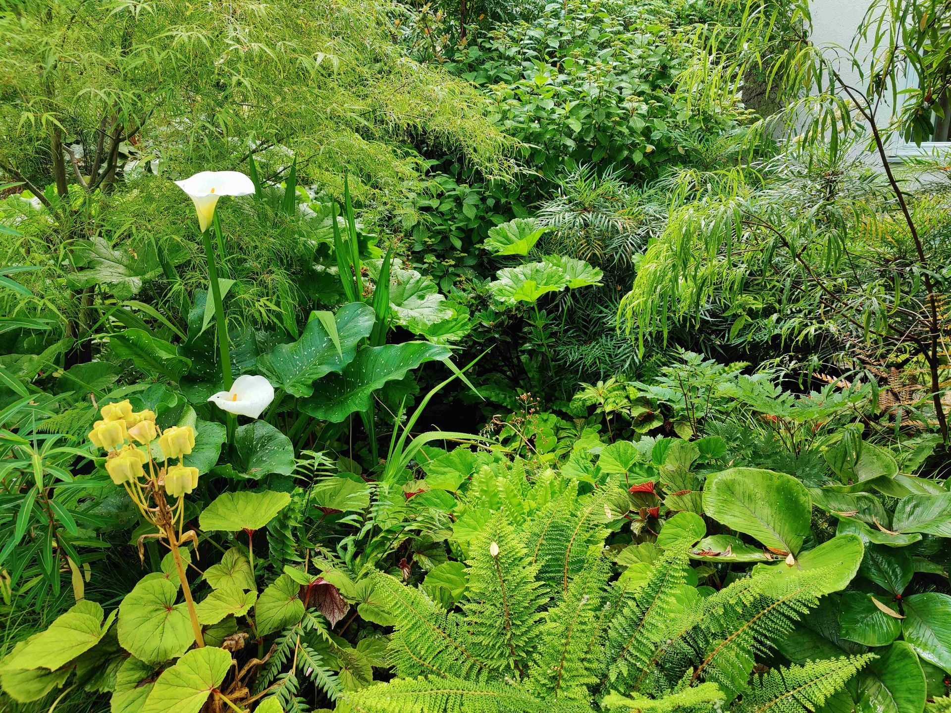exotische Pflanzen, naturnah gestaltet, Garten, Zantedeschia White Giant, Farne, Arisaema, Schattengarten, Klimawandel, Dschungelgarten, Jardin Jungle, jungle garden, Paradies, Grüne Hölle