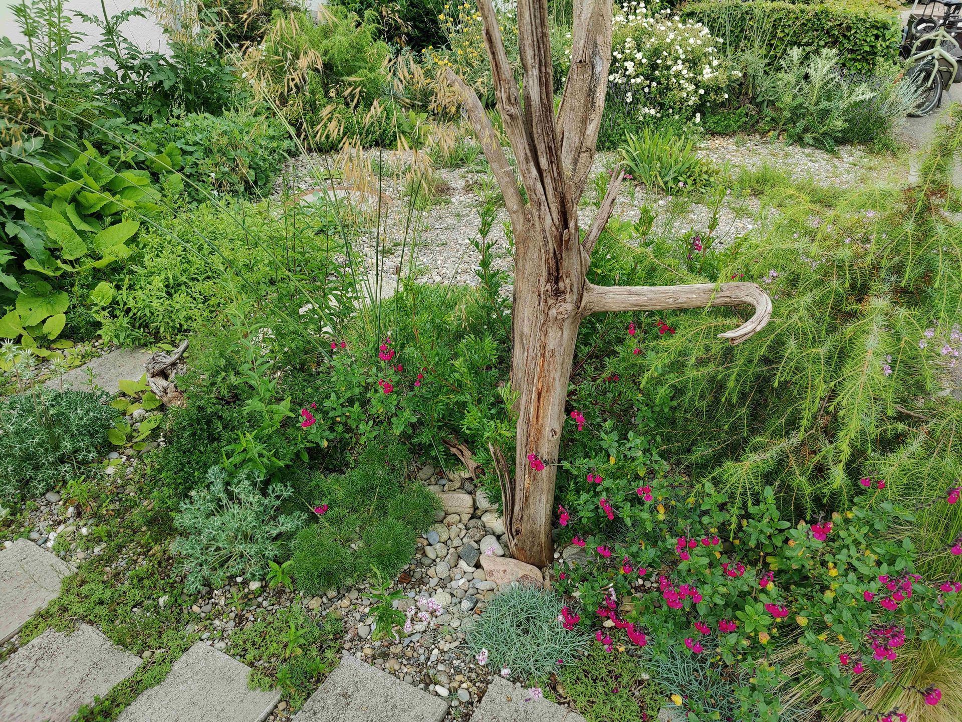 Kiesgarten, Schottergarten, Parkplatz begrünt, Wacholder, Strauchsalbei, Zistrose, insektenfreundlich, Bienenfreundlich, Oase, Gartengestaltung Freiburg, Breisgau, Naturgarten, Staudengarten, Wildpflanzen, Nelken