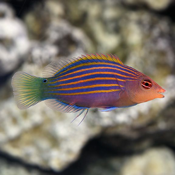 Salt Water Fish | Marinescape