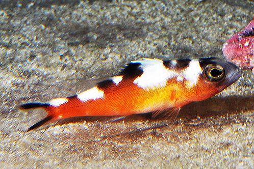 Salt Water Fish | Marinescape