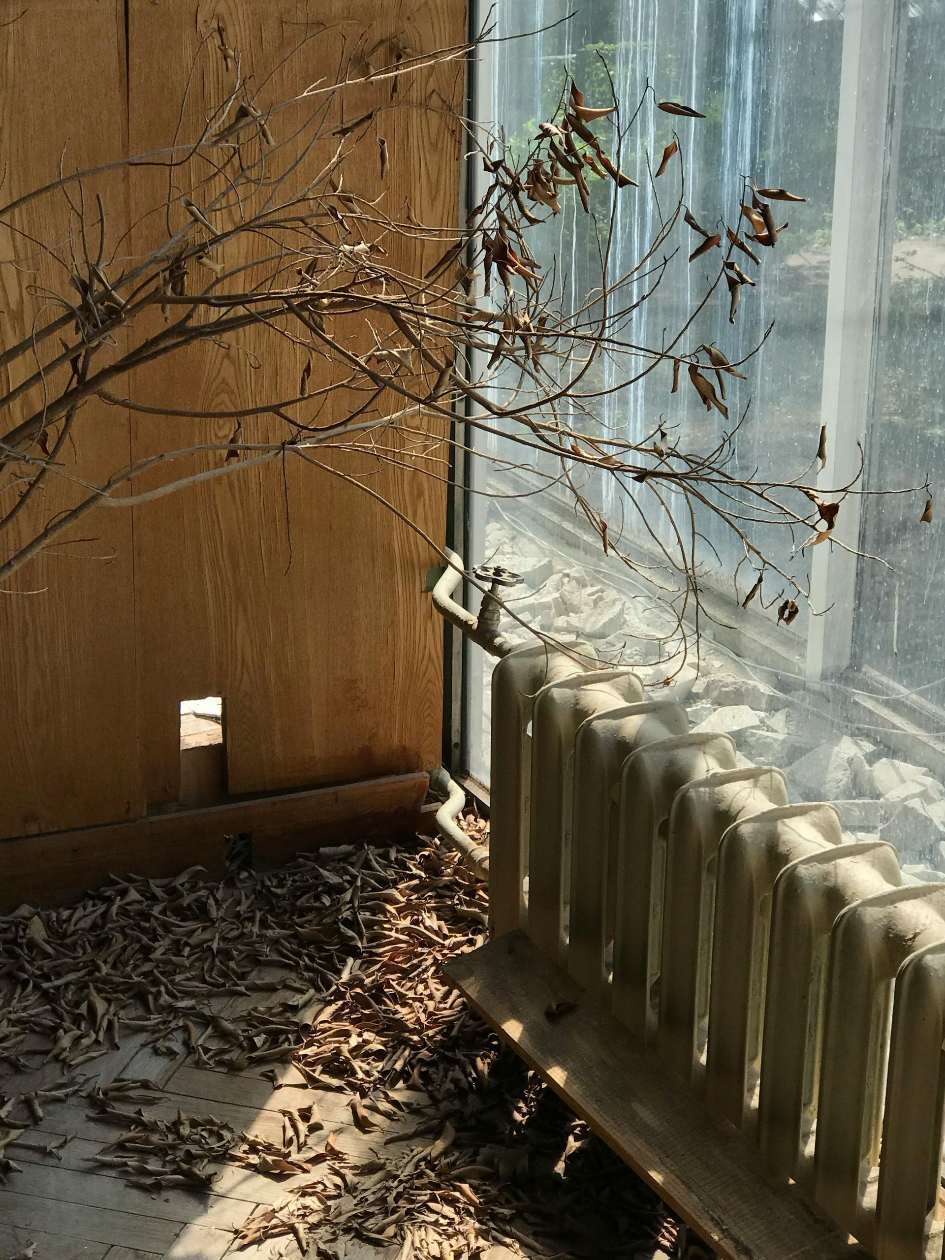 Sunlit windowsill with dried branches, fallen leaves, and a white radiator beside a wooden wall
