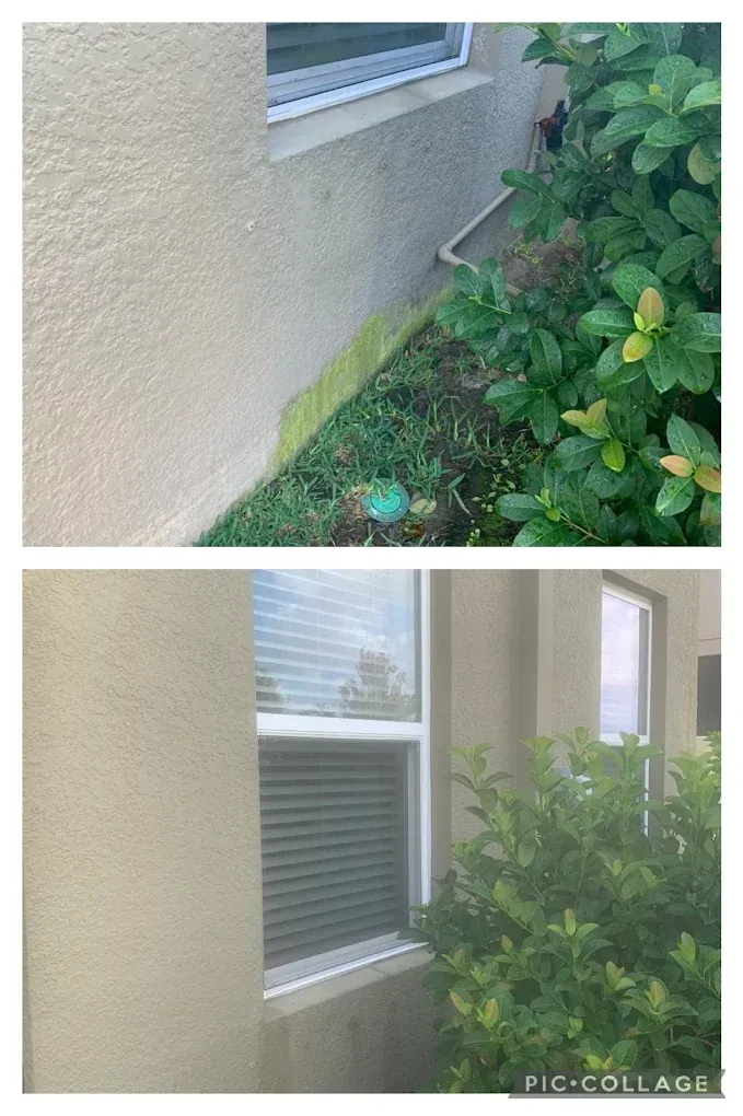 Two exterior wall windows partly blocked by green shrubbery beside a tan stucco house.