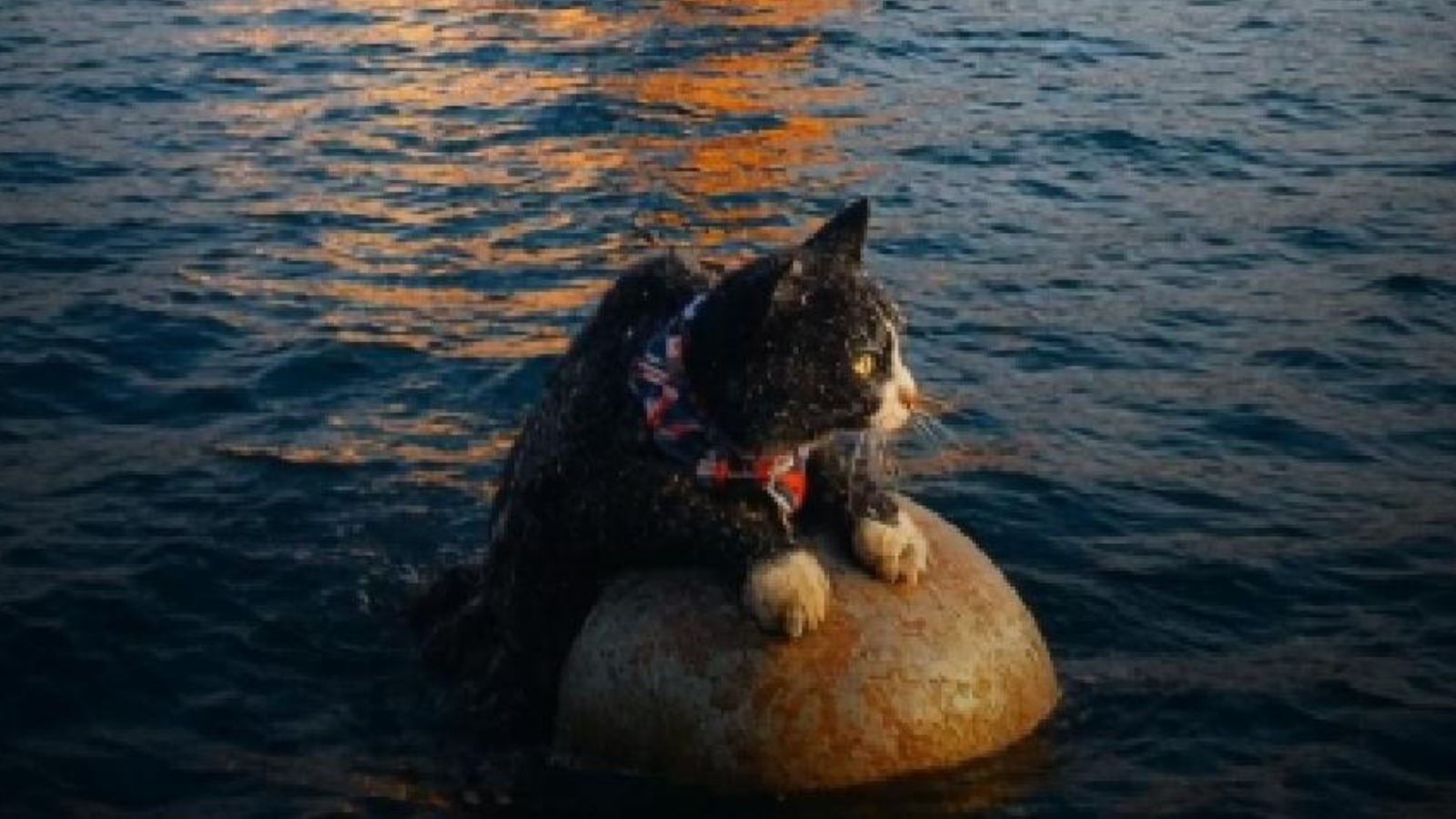 Cat sitting on floating debris while a burning warship explodes in the background,.