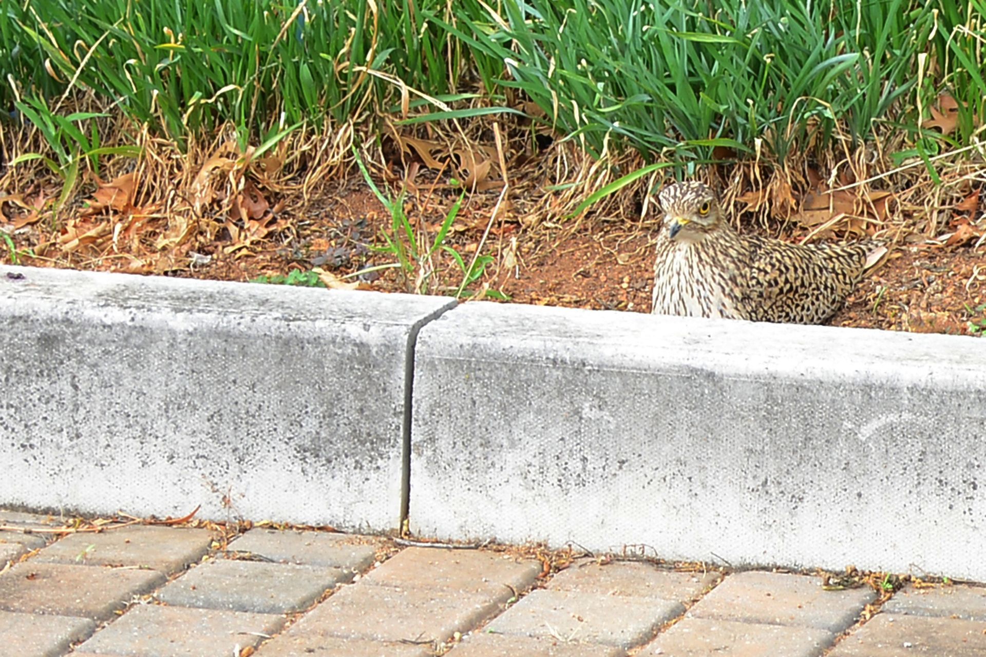 Concrete curb with grass and soil behind it beside a brick sidewalk.