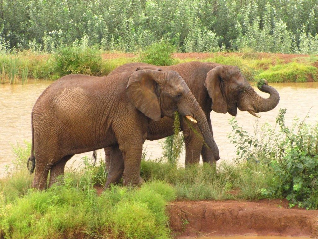 Askari Run