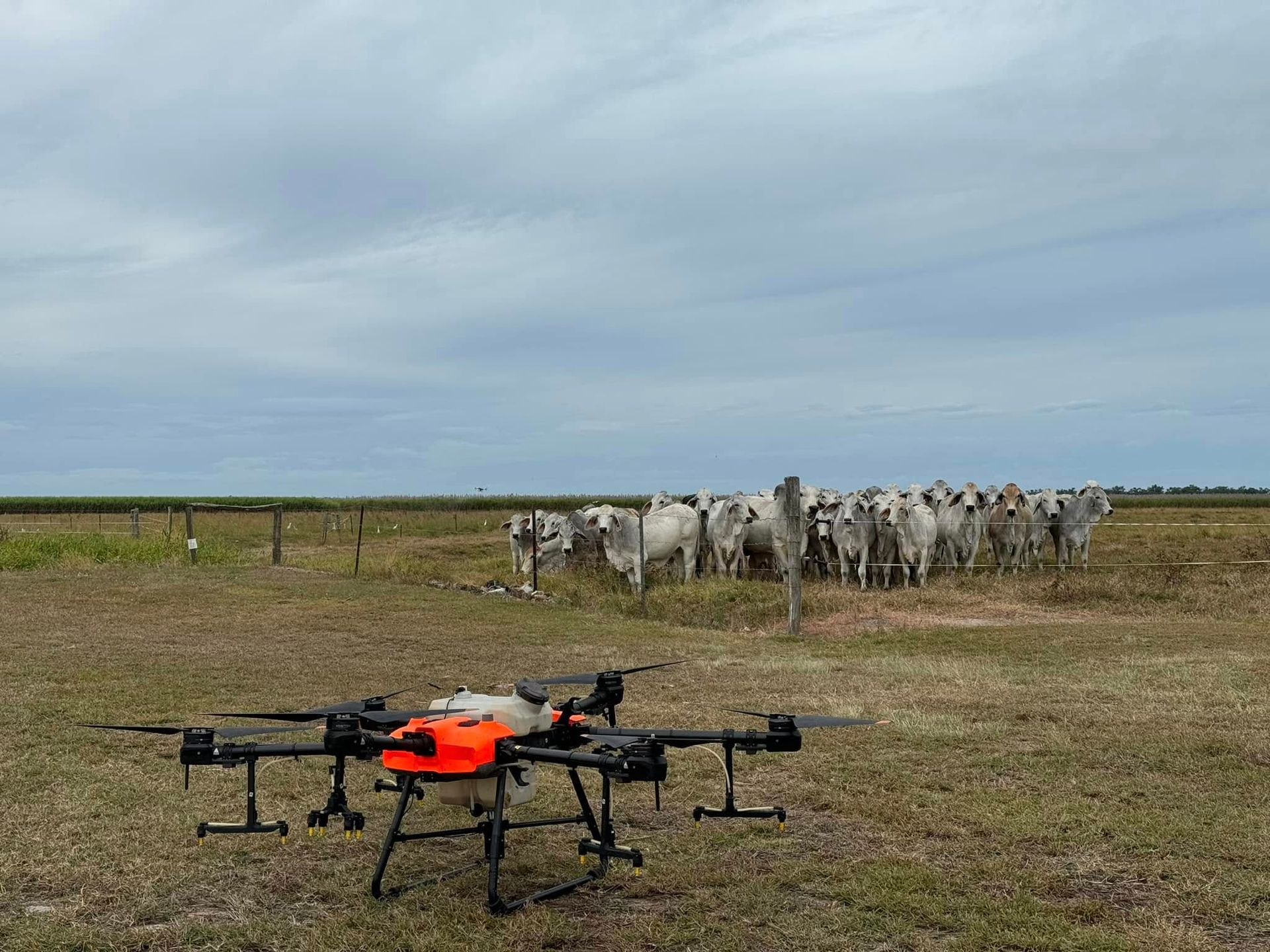 Drone in Field Near Herd of White Cattle Under Cloudy Sky — Jetstream Aerial Services in Te Kowai, QLD