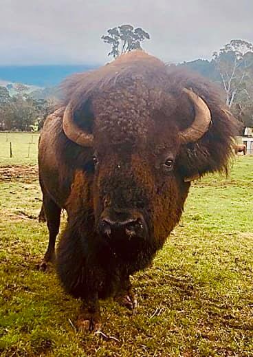 Bison