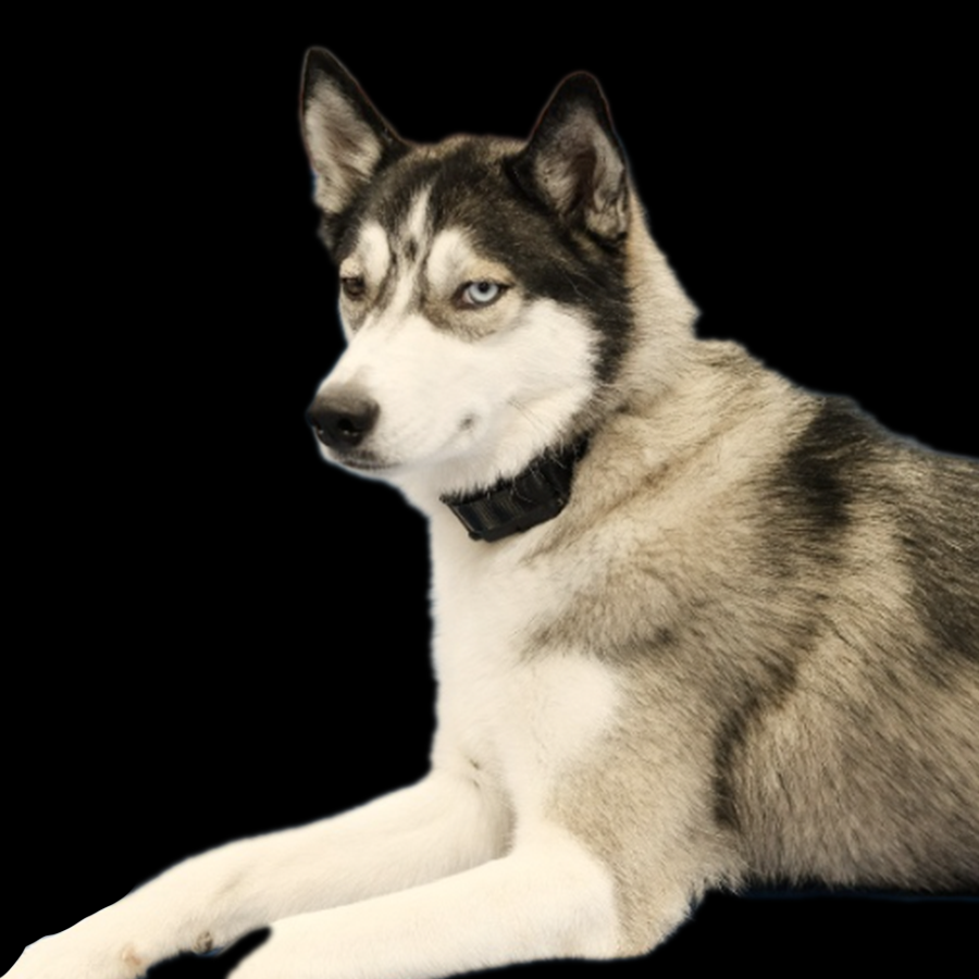 Black-and-white husky lying down on a black background, looking alert to the side