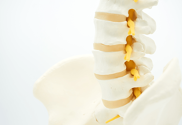 Spine Model — New Bedford, MA — Fairhaven Chiropractic Office