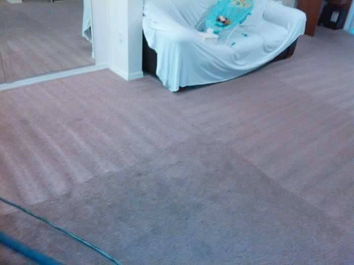 A carpeted room featuring a sofa covered in a white cloth and a blue baby bouncer, with freshly vacuumed carpet lines.