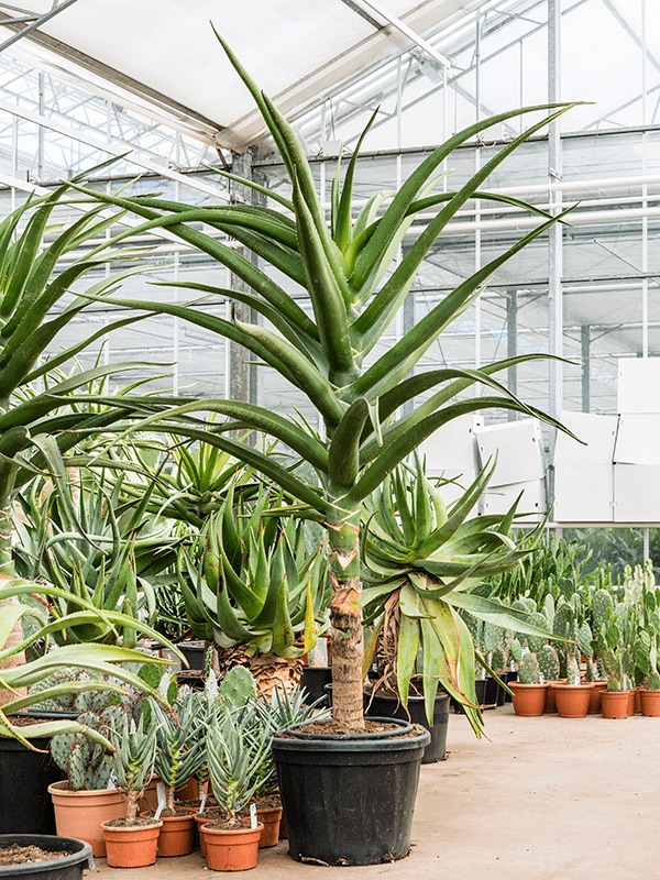 ALOE bainesii