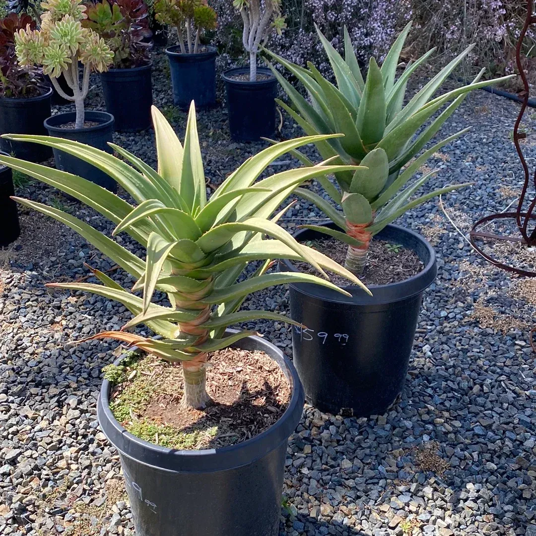 Hercules Aloe