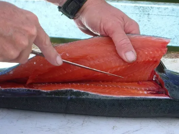 A person is cutting a piece of salmon with a pair of scissors