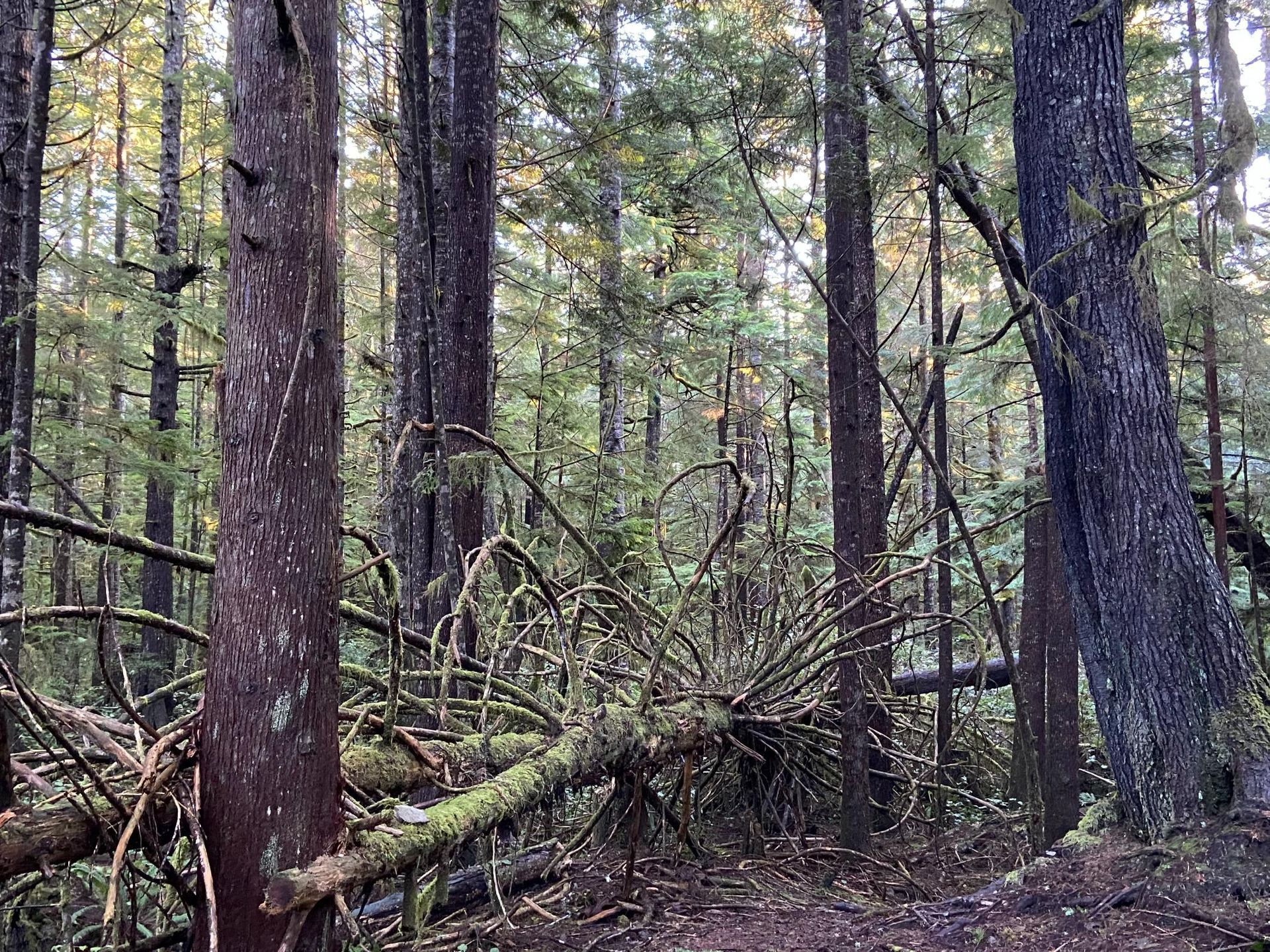 A fallen tree in the middle of a forest.