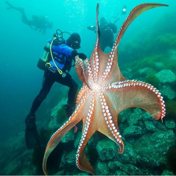 A scuba diver is looking at an octopus in the water near Woods End Landing in Bamfield BC