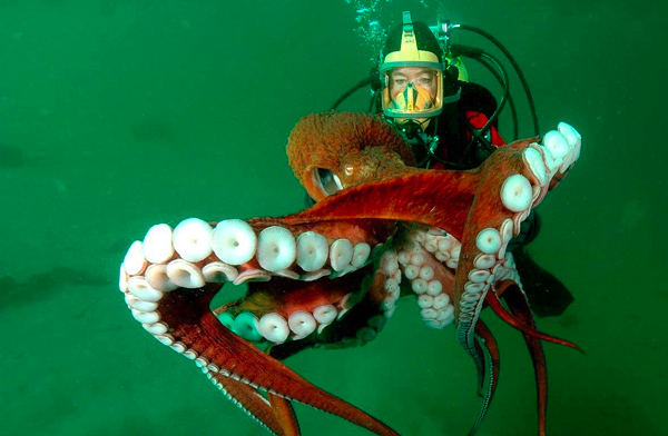 A scuba diver is holding a large octopus in the water near Woods End Landing in Bamfield BC