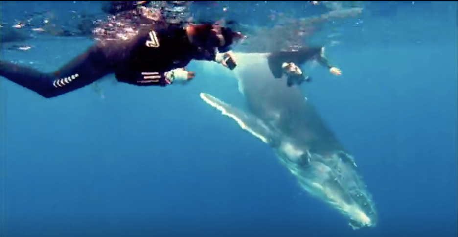 A man is swimming with a whale in the ocean near Woods End Landing in Bamfield BC