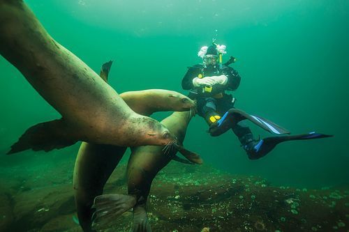 A scuba diver is swimming with sea lions in the ocean near Woods End Landing in Bamfield BC