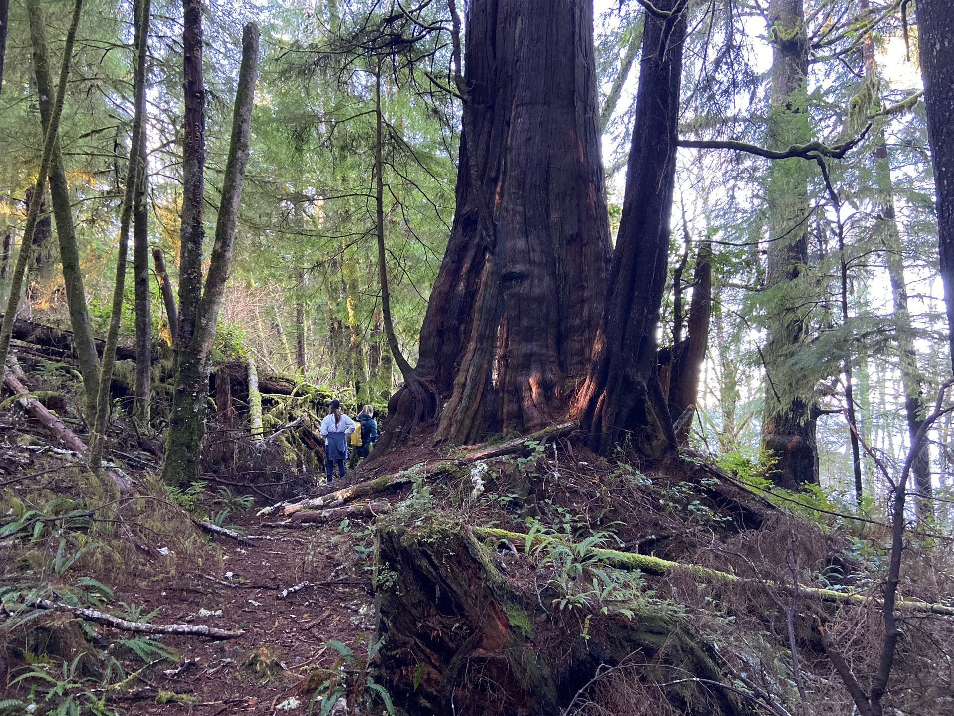 A group of people are walking through a lush green forest.