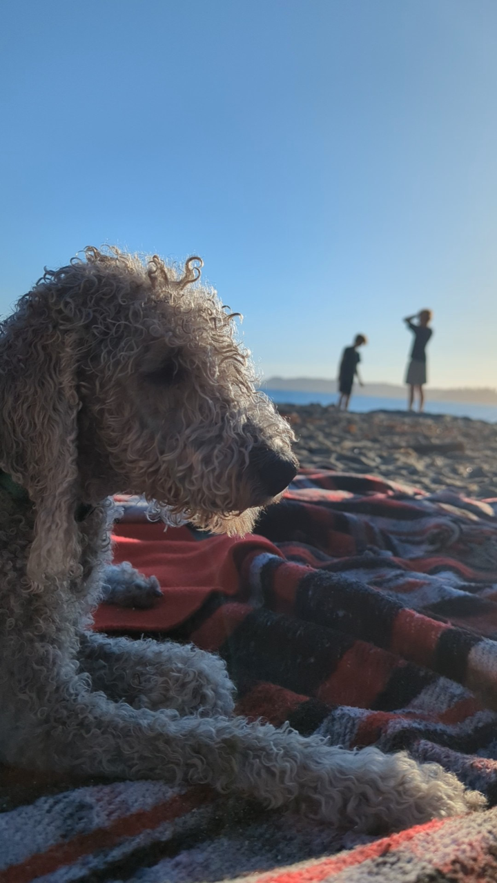 A dog is laying on a blanket on Brady's Beach in Bamfield